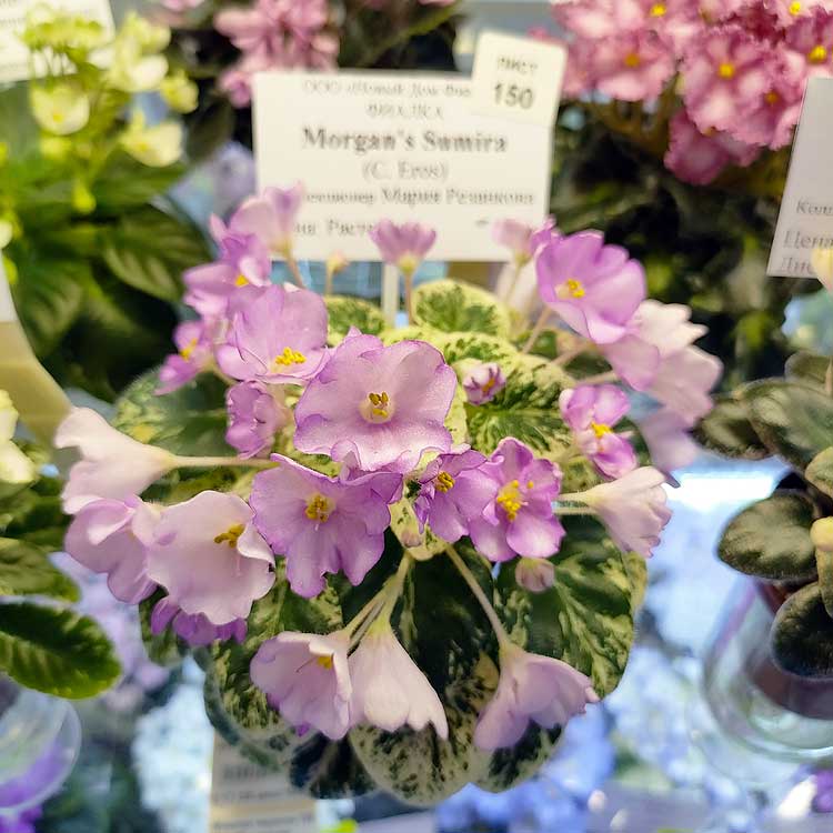 Morgan's Sumira (C. Eros)