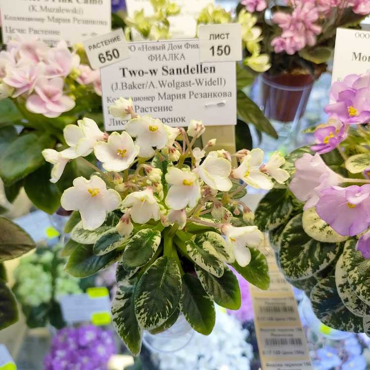 Two-w Sandellen (J.Baker/A.Wolgast-Widell)