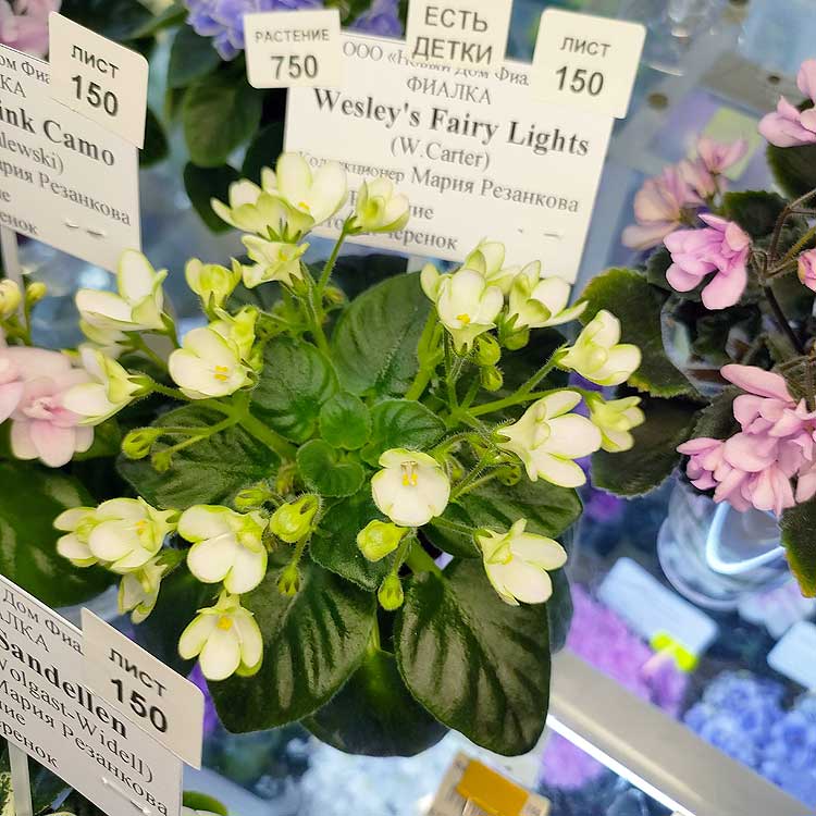 Wesley’s Fairy Lights (W.Carter)