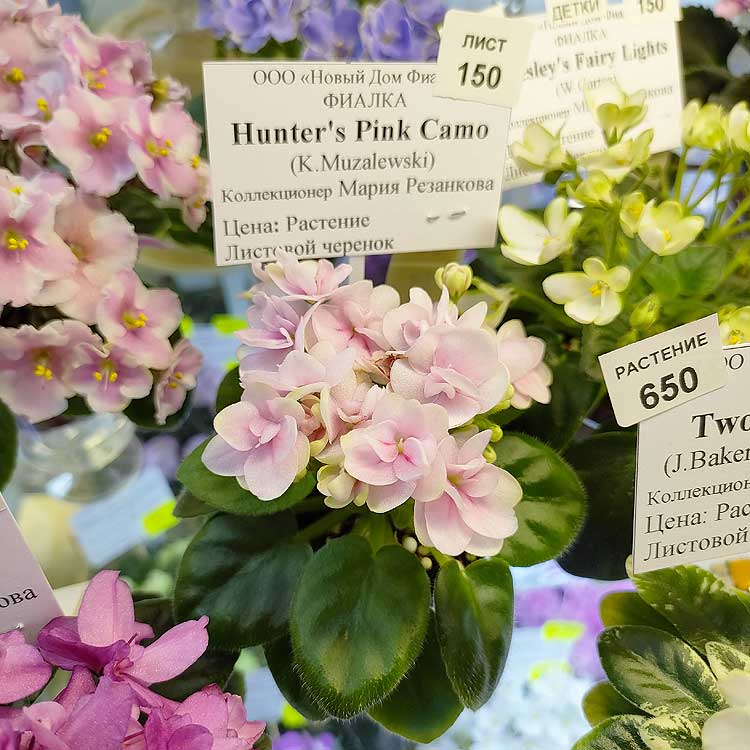 Hunter's Pink Camo (K.Muzalewski)