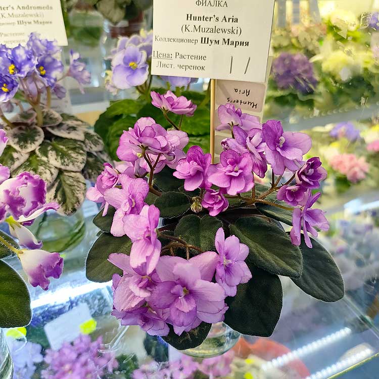 Hunter's Aria (K.Muzalewski)