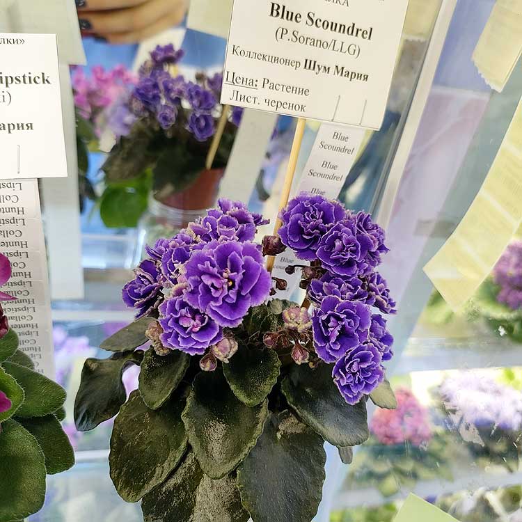 Blue Scoundrel (P.Sorano/LLG)