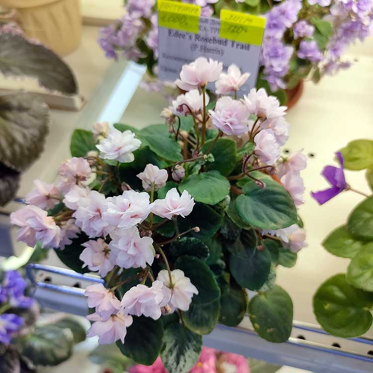 Edee’s Rosebud Trail (P.Harris)