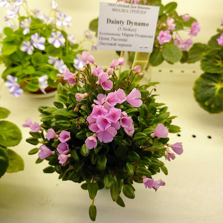 Dainty Dynamo (J.Stokes)