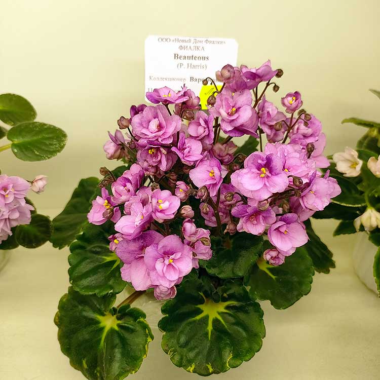 Beauteous (P. Harris)