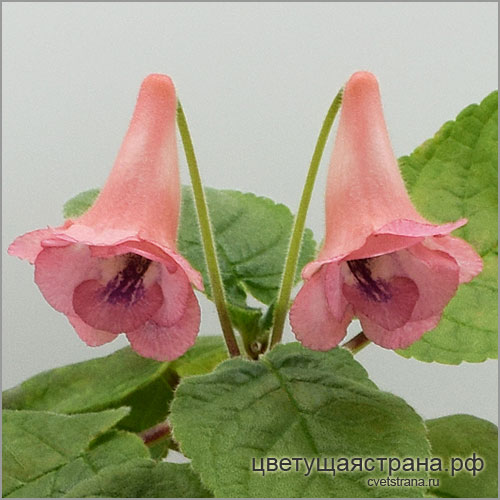 hcy_s-little-lover.jpg