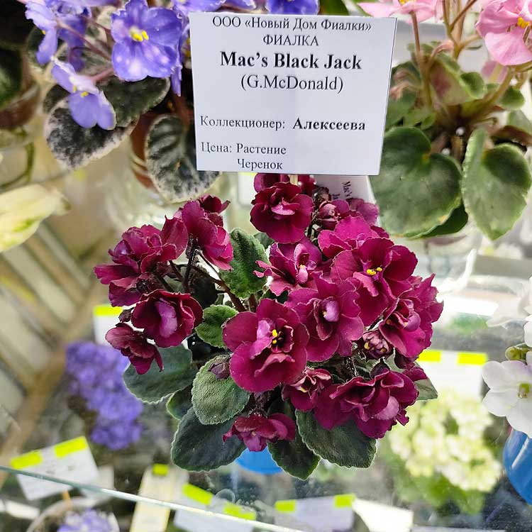 Mac's Black Jack (G.McDonald)