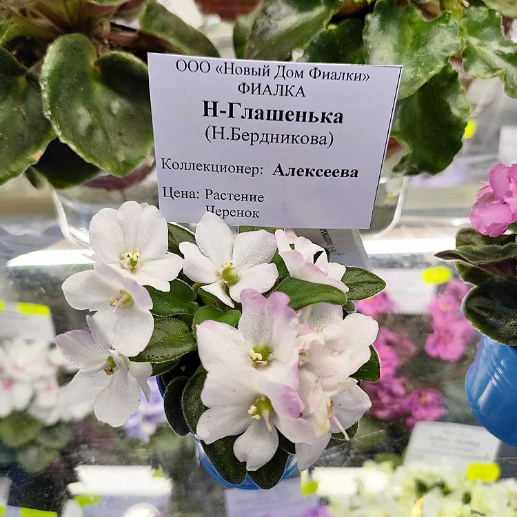 Н-Глашенька (Н.Бердникова)