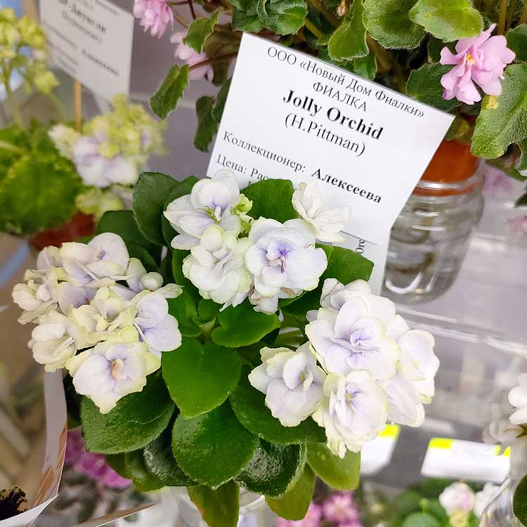 Jolly Orchid (H.Pittman)