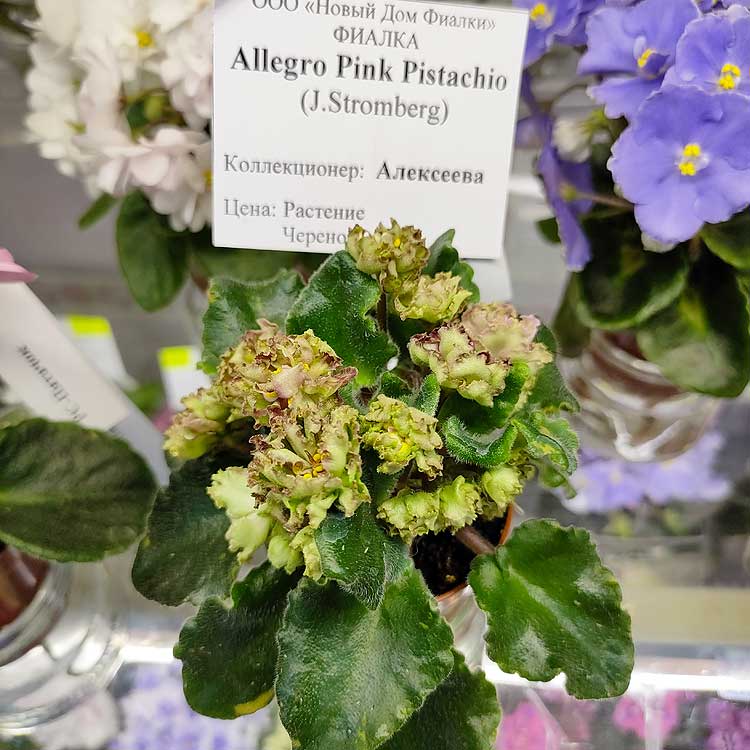 Allegro Pink Pistachio (J.Stromberg)