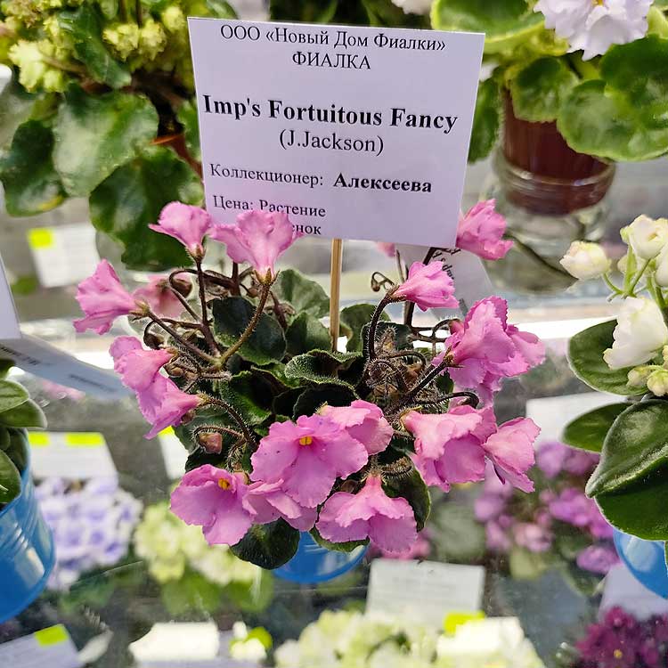 Imp’s Fortuitous Fancy (J.Jackson)