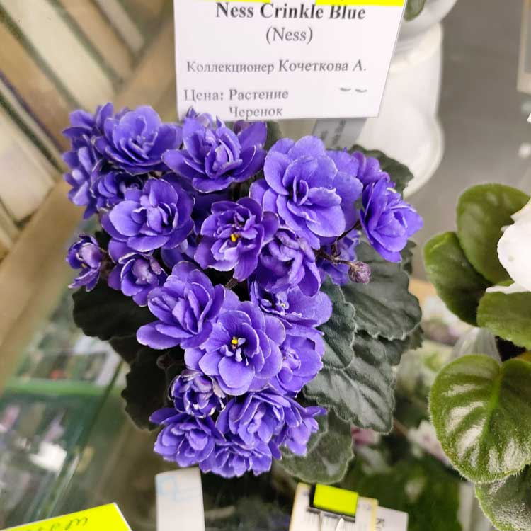 Ness’ Crinkle Blue (D.Ness)