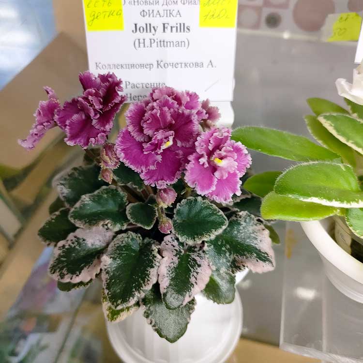 Jolly Frills (H.Pittman)