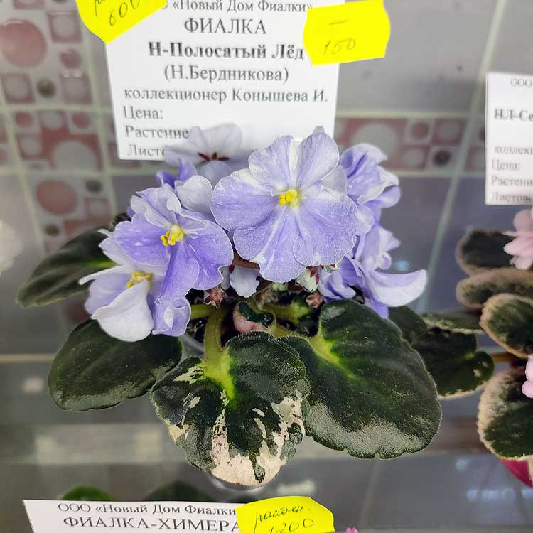 Н-Полосатый Лёд (Н.Бердникова)