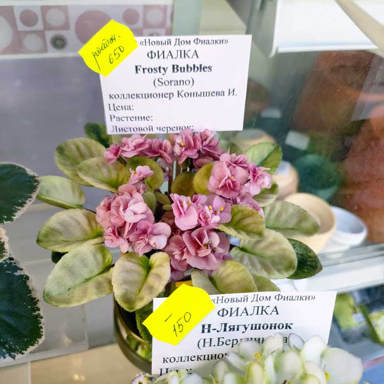 Frosty Bubbles (P.Sorano/LLG)