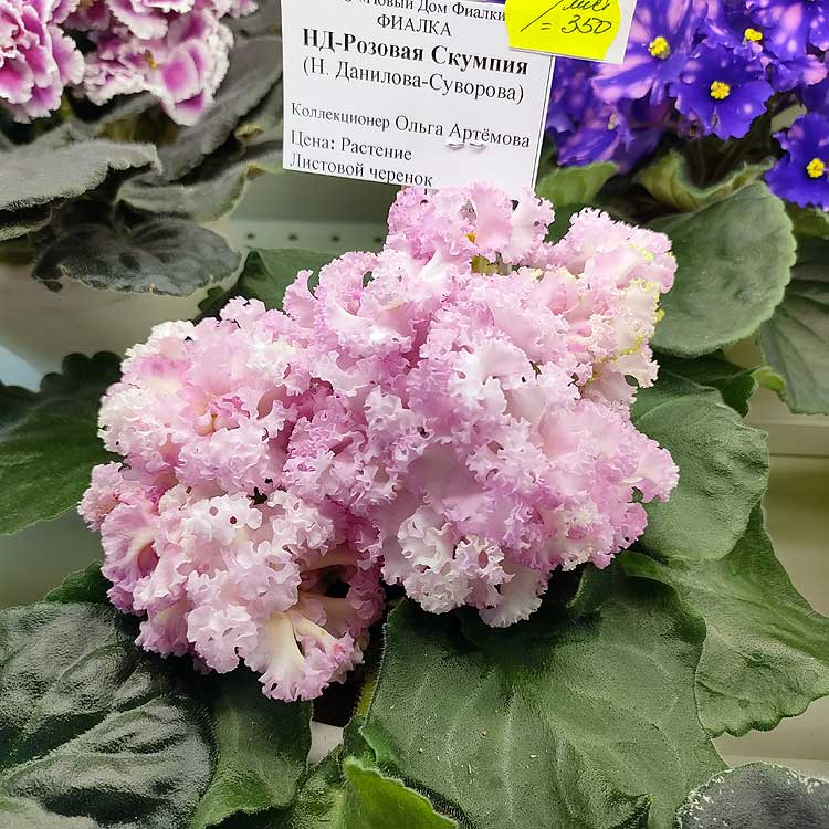НД-Розовая Скумпия (Н.Данилова-Суворова)