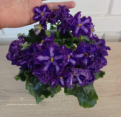 изображение_viber_2023-01-16_13-03-50-422.jpg