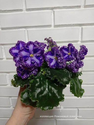 изображение_viber_2023-03-31_19-46-48-065.jpg