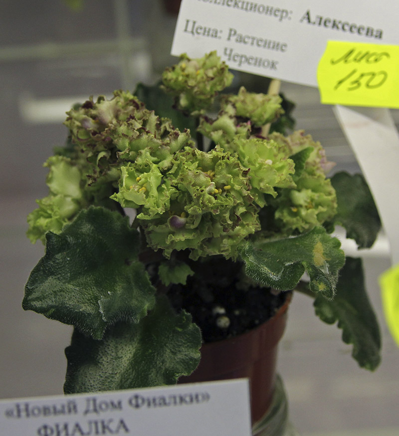 Allegro Pink Pistachio
