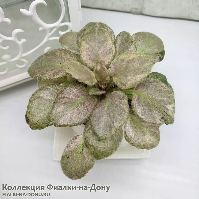 saintpaulia-diplotricha-variegata-listovaia-himera-02-650x650.jpg