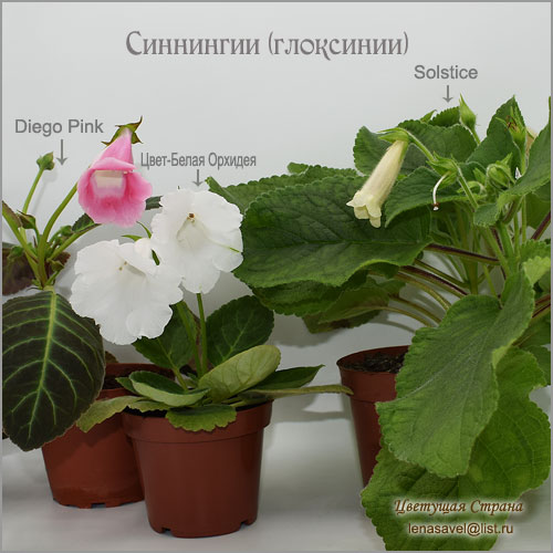 Diego-Pink-&-Цвет-Белая-Орхидея-&-Solstice.jpg