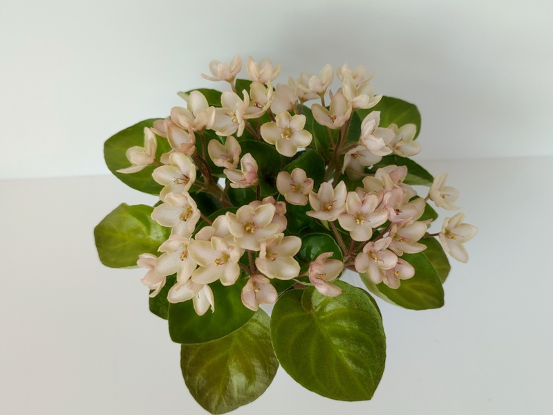 Emerald Pink...jpg