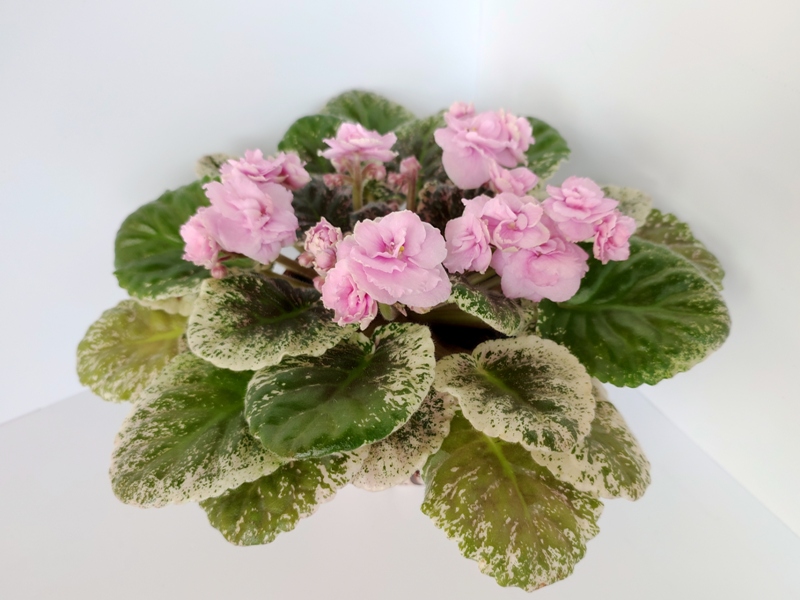 Rose Bouguet.jpg