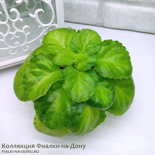 nk-vechnaia-molodost-01.jpg