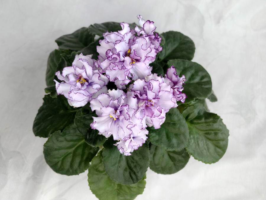 Ален-Organza Purpur.jpg