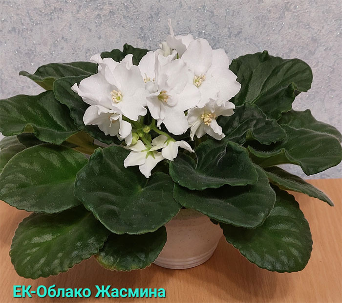 ек-облако-жасмина.jpg