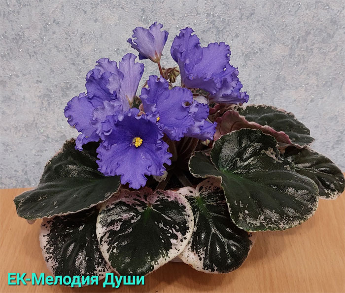 ек-мелодия-души.jpg