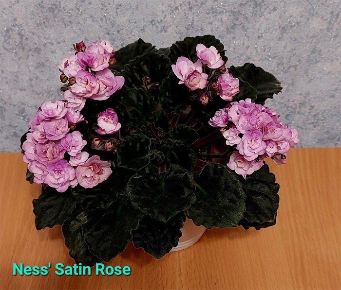 ness-satin-rose.jpg