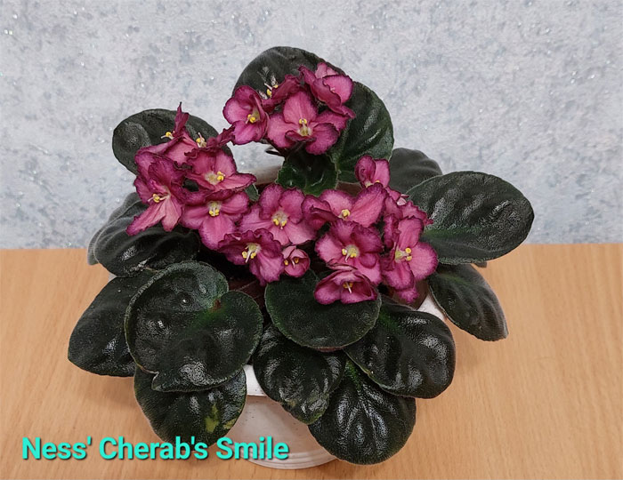 ness-cherbs-smile.jpg