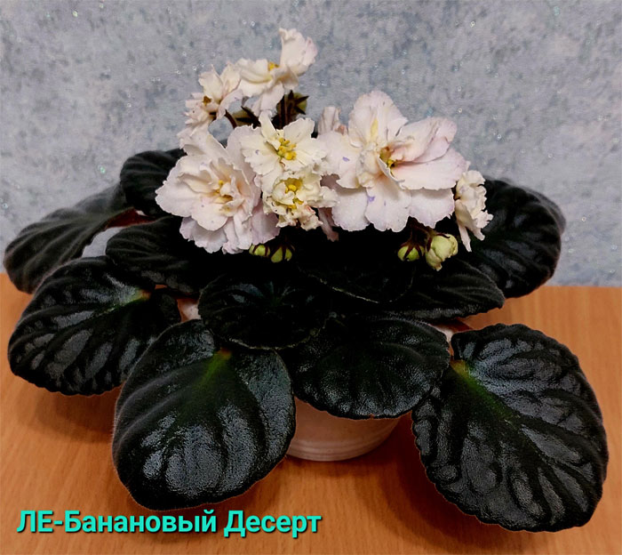 ле-банановый-десерт.jpg