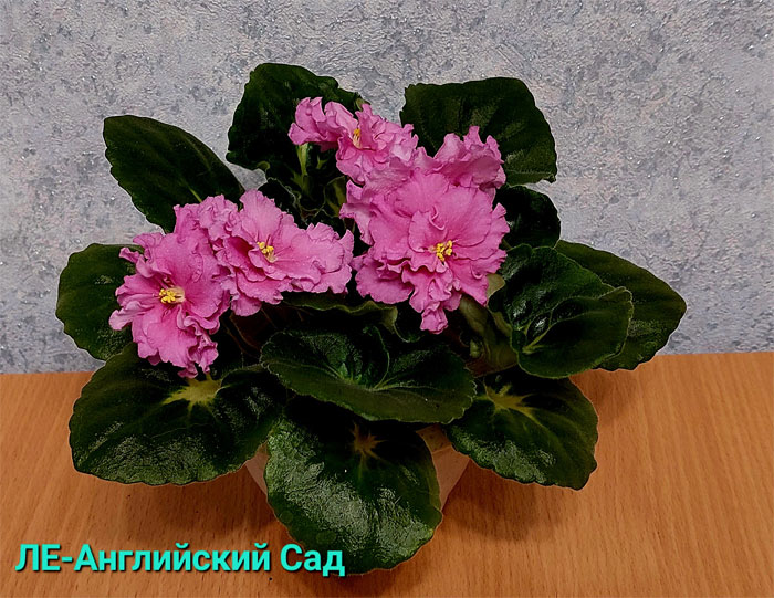 ле-англ-сад.jpg