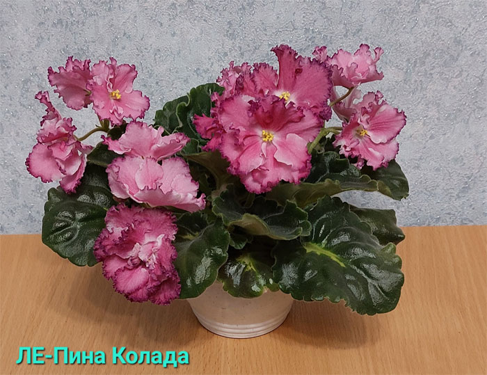 ле-пина-колада.jpg