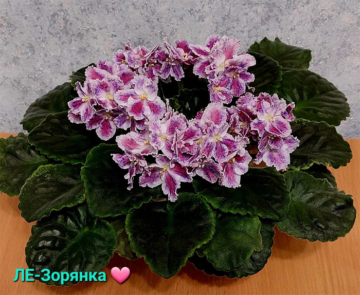 ле-зорянка.jpg