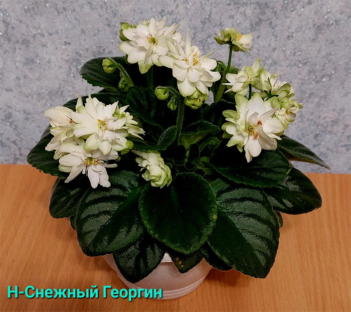 н-снежный-георгин.jpg