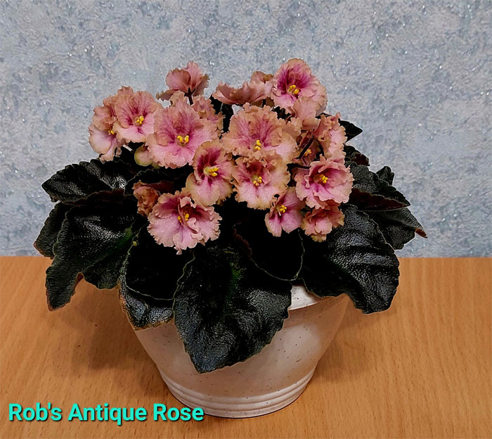 robs-antique-rose.jpg