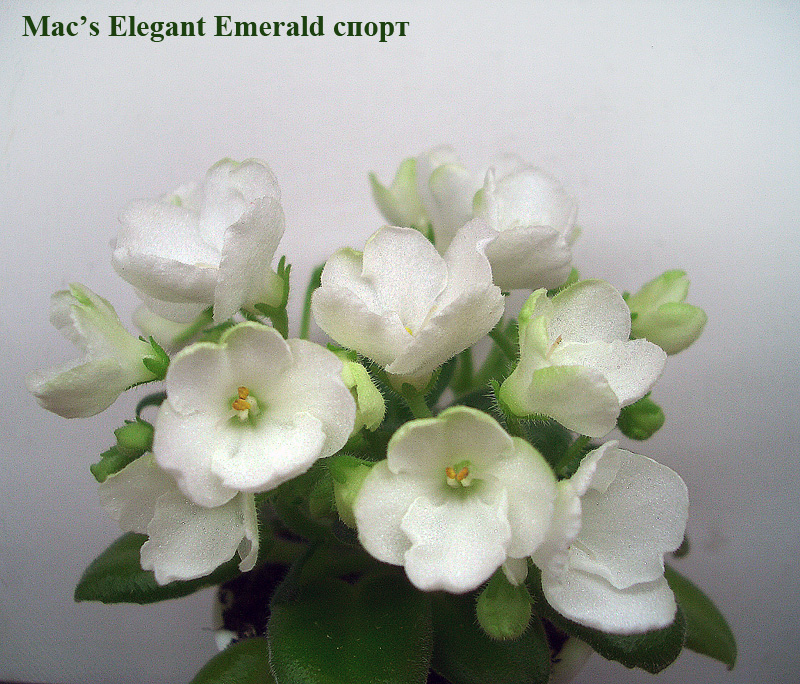 Mac's Elegant Emerald спорт.jpg
