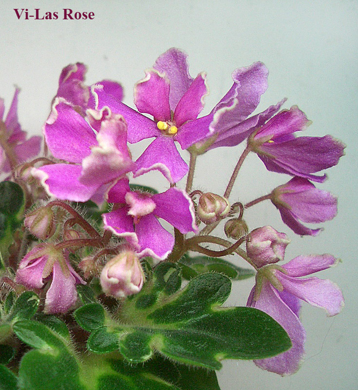 Vi-Las Rose.jpg
