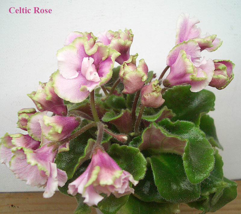 Celtic Rose.jpg