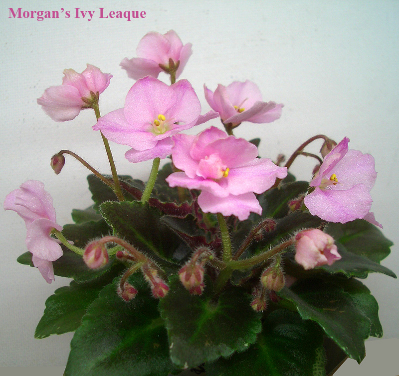 Morgan's Ivy Leaque.jpg