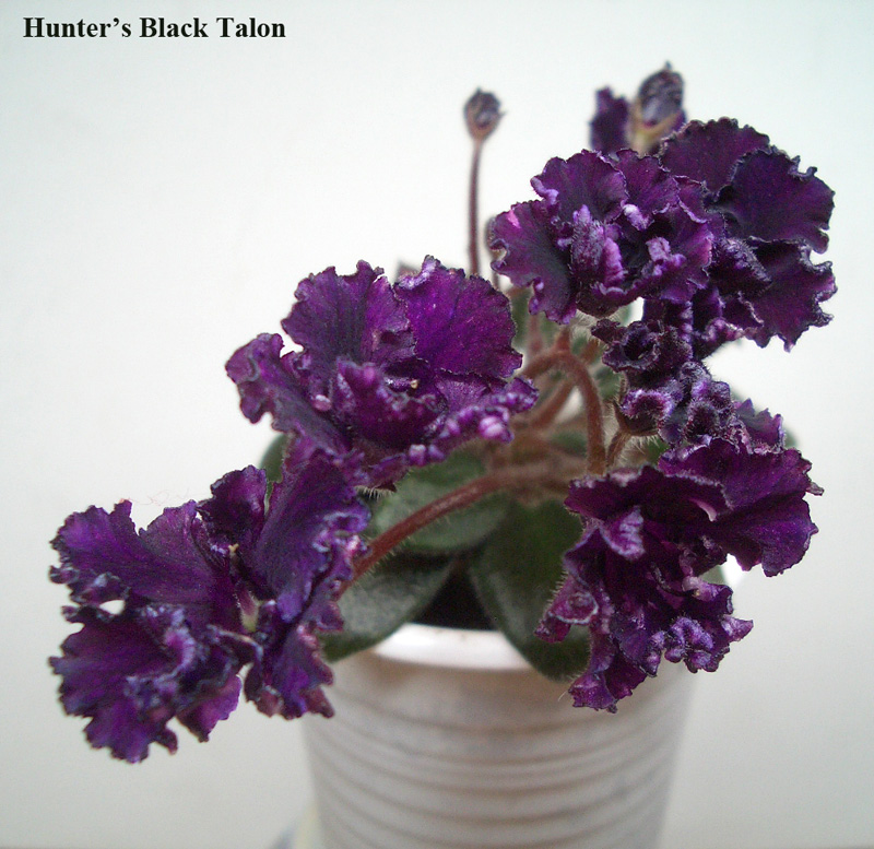 Hunter's Black Talon.jpg