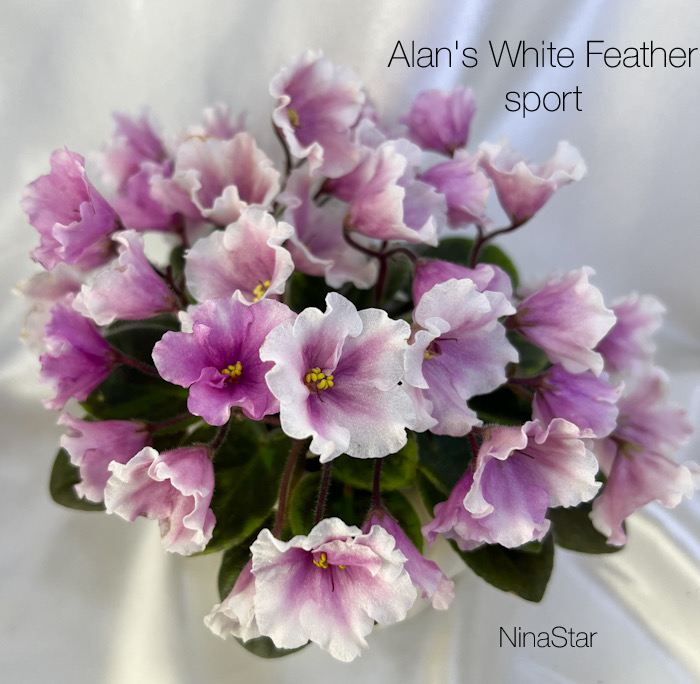 Alan's White Feather sport