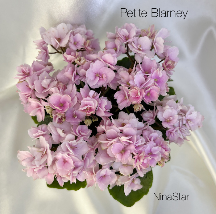 Petite Blarney