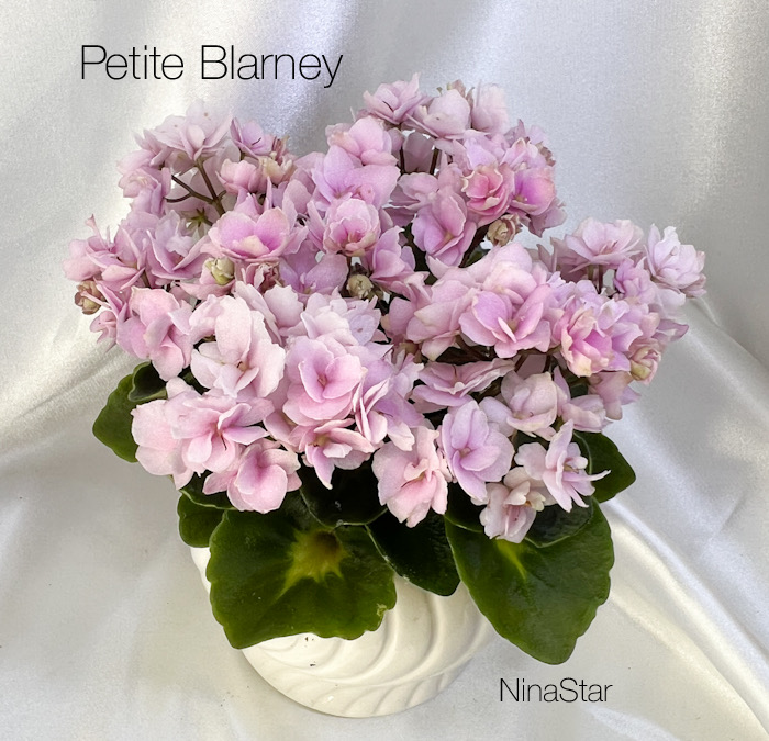 Petite Blarney