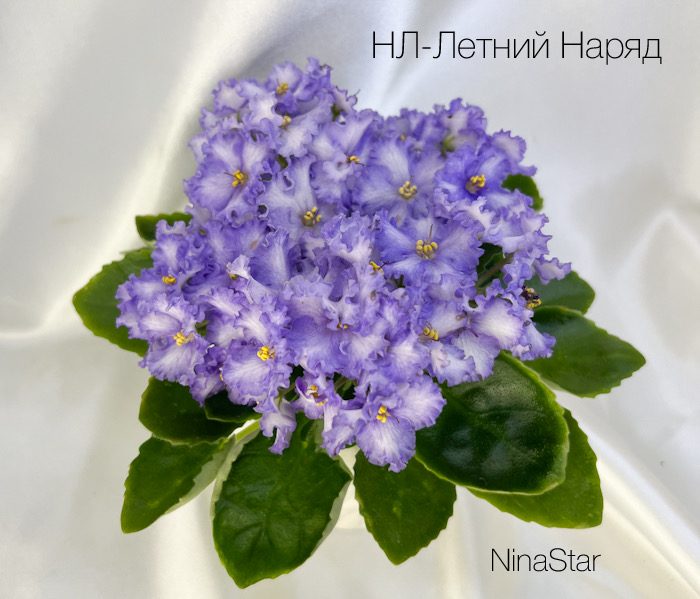 НЛ-Летний Наряд