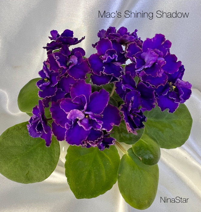 Mac’s Shining Shadow