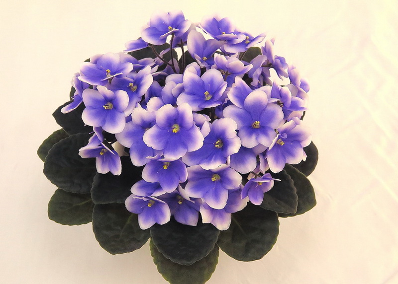 Optimara myJoy (M. Holtkamp)  М.Нестерова.JPG